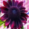 Dark Pink Sunflower Diamond Painting