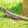 Black And White Tegu Lizard Diamond Painting