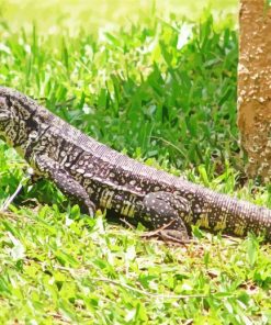 Black And White Tegu Lizard Diamond Painting