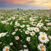 Field Of Daisies Flowers Diamond Paintings