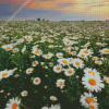 Field Of Daisies Flowers Diamond Paintings