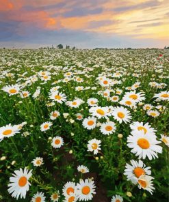 Field Of Daisies Flowers Diamond Paintings