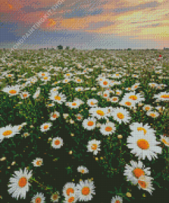 Field Of Daisies Flowers Diamond Paintings