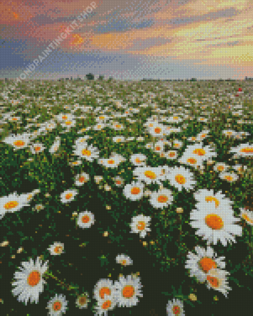 Field Of Daisies Flowers Diamond Paintings