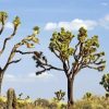 Joshua Tree National Forest Diamond Paintings