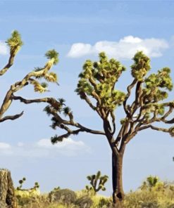 Joshua Tree National Forest Diamond Paintings