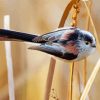 Long Tailed Tit Bird Diamond Paintings