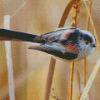 Long Tailed Tit Bird Diamond Paintings