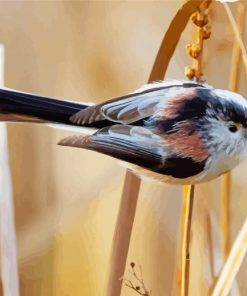 Long Tailed Tit Bird Diamond Paintings