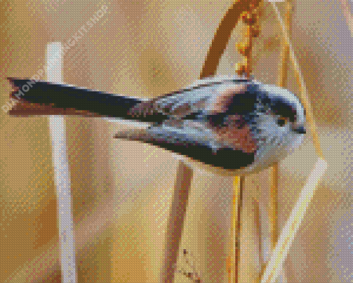 Long Tailed Tit Bird Diamond Paintings