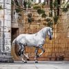 Lusitano Horse Diamond Paintings