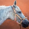 Mare Horse Side Profile Diamond Painting