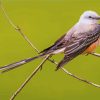 Oklahoma Flycatcher Diamond Paintings