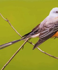 Oklahoma Flycatcher Diamond Paintings