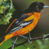 Orioles Bird Diamond Painting