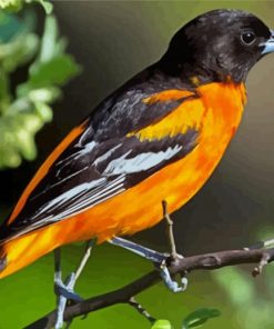 Orioles Bird Diamond Painting