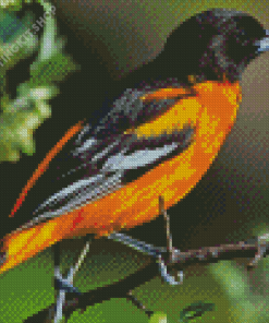 Orioles Bird Diamond Painting