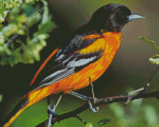 Orioles Bird Diamond Painting