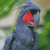 Palm Cockatoo Bird Diamond Paintings