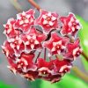 Red Hoya Flowers Diamond Painting