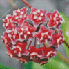 Red Hoya Flowers Diamond Painting