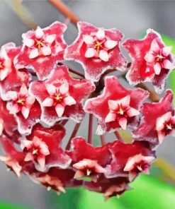 Red Hoya Flowers Diamond Painting