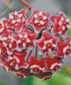 Red Hoya Flowers Diamond Painting