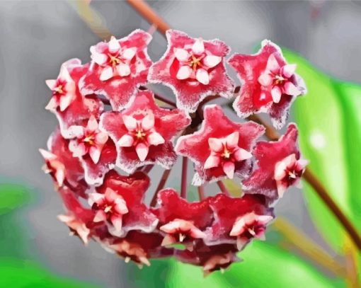 Red Hoya Flowers Diamond Painting