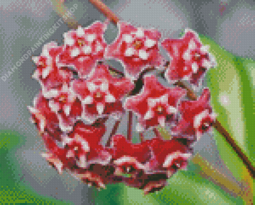 Red Hoya Flowers Diamond Painting