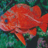 Rockfish Diamond Painting