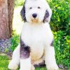 Sheepadoodle Dog Animal Diamond Paintings