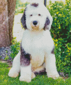 Sheepadoodle Dog Animal Diamond Paintings