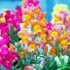 Snapdragons Flowers Diamond Painting