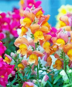 Snapdragons Flowers Diamond Painting