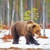 Swedish Brown Bear In Snow Diamond Painting