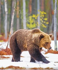 Swedish Brown Bear In Snow Diamond Painting