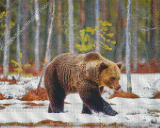 Swedish Brown Bear In Snow Diamond Painting