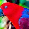 The Eclectus Parrot Bird Diamond Paintings