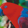 The Eclectus Parrot Bird Diamond Paintings