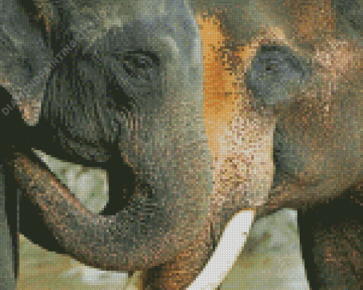 Two Elephants Snuggling Diamond Paintings