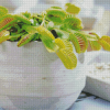 Venus Flytrap Pot Diamond Painting