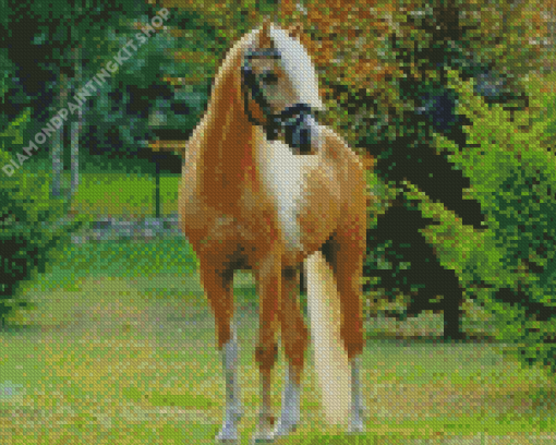 Welsh Pony Diamond Painting