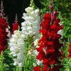 White And Red Snapdragons Diamond Painting