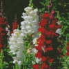 White And Red Snapdragons Diamond Painting