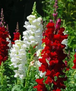 White And Red Snapdragons Diamond Painting