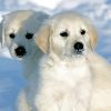 White Golden Retriever Puppies In Snow Diamond Painting