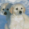 White Golden Retriever Puppies In Snow Diamond Painting