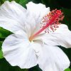 White Hibiscus Plant Diamond Painting