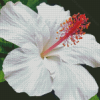 White Hibiscus Plant Diamond Painting