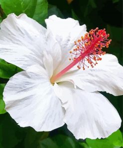 White Hibiscus Plant Diamond Painting